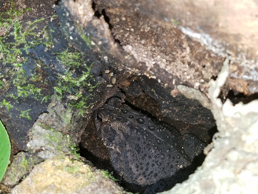 Nature Preserve «Meltzer Woods», reviews and photos, 1522 S 600 E, Shelbyville, IN 46176, USA