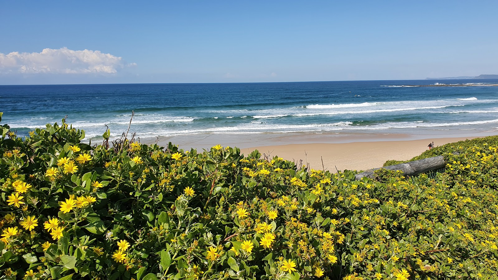 Foto di Forresters Beach - luogo popolare tra gli intenditori del relax