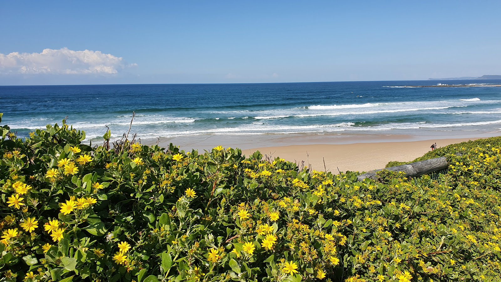 Forresters Beach'in fotoğrafı - tatil için iyi evcil hayvan dostu nokta