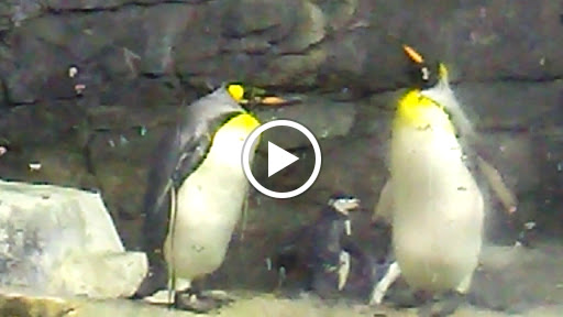 Aquarium «Newport Aquarium», reviews and photos, 1 Aquarium Way, Newport, KY 41071, USA