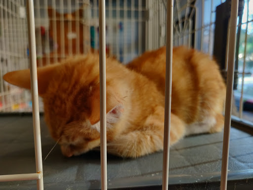 Pet Store «Bushy Tails», reviews and photos, 1087 Flushing Ave, Brooklyn, NY 11237, USA