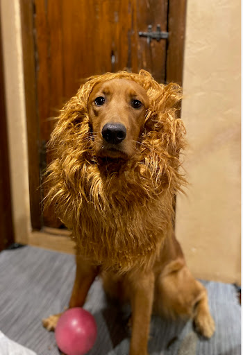 Auto Insurance Agency «Michael Chaumont - State Farm Insurance Agent», reviews and photos