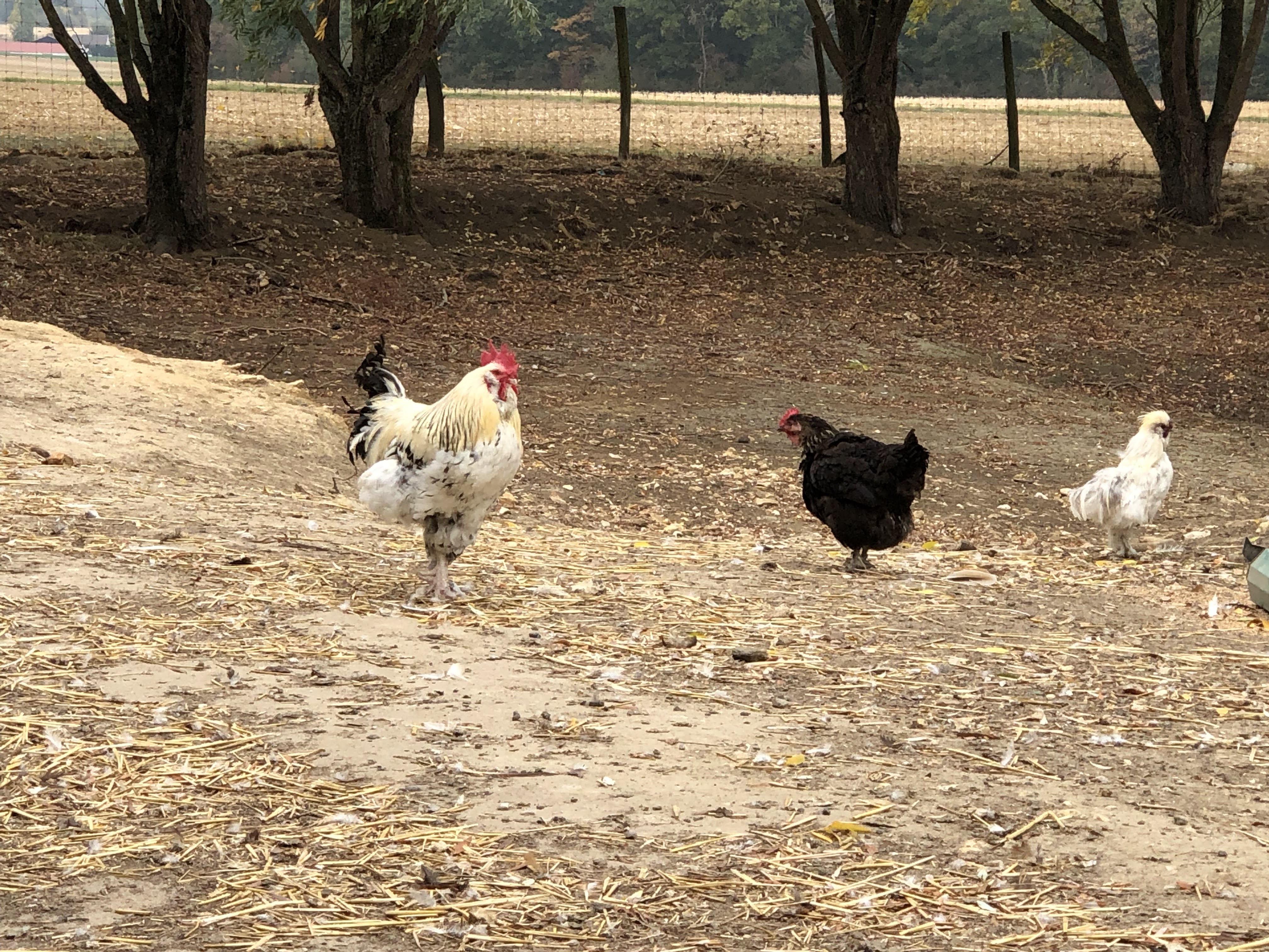 Photo n° 1 de l'avis de Uyanga.a fait le 14/10/2018 à 16:41