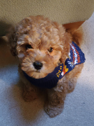 Franklin Veterinary Clinic image