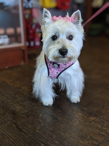 Pet Groomer «Glamour Pooch / Grooming Boutique», reviews and photos, 1590 Lomaland Dr, El Paso, TX 79935, USA