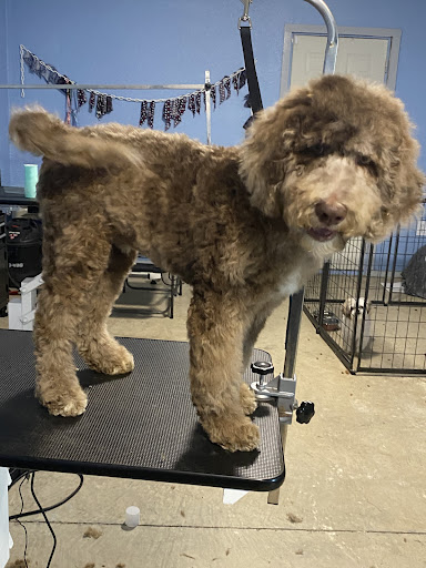 Phoebe's Pals Pet Salon and Day Spa