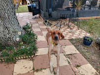 Pet Sitting By Joanna - Photo 2 - Car repair in Davenport, FL, Kissimmee