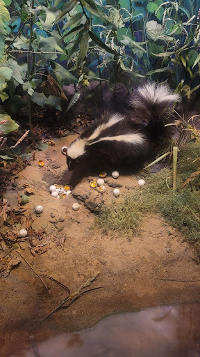 History Museum «The State Museum of Pennsylvania», reviews and photos, 300 North St, Harrisburg, PA 17120, USA