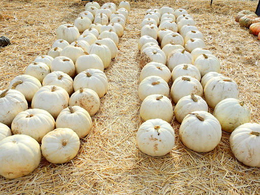 Pumpkin Patch «Spina Farms», reviews and photos, Santa Teresa Blvd, Morgan Hill, CA 95037, USA