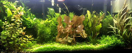 Aquarium «Fish Collection Inc», reviews and photos, 1609 NE 163rd St, North Miami Beach, FL 33162, USA