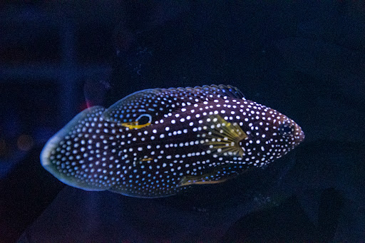 Tropical Fish Store «Greenwich Aquaria», reviews and photos, 1064 E Putnam Ave, Riverside, CT 06878, USA