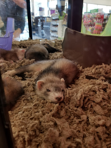 Pet Supply Store «Petco Animal Supplies», reviews and photos, 18200 NW Evergreen Pkwy, Beaverton, OR 97006, USA