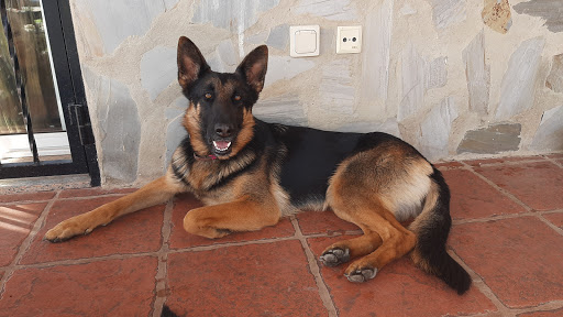 Clínica Veterinaria Carlet en Carlet