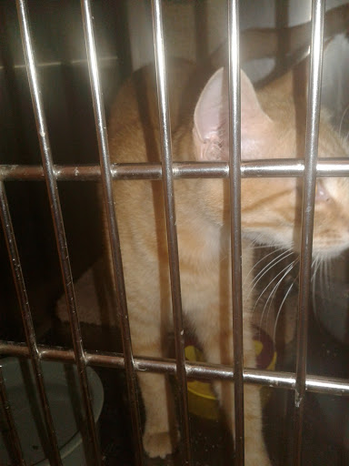 Pet Supply Store «PetSmart», reviews and photos, 2784 Wilma Rudolph Blvd, Clarksville, TN 37040, USA