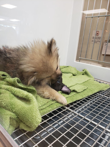 Pet Store «Petland Las Vegas», reviews and photos, 8800 W Charleston Blvd #3, Las Vegas, NV 89145, USA