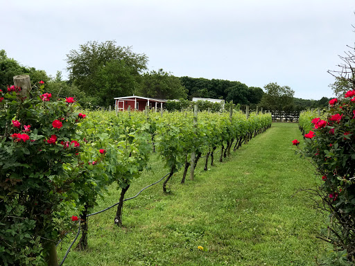 Vineyard «Baiting Hollow Farm Vineyard», reviews and photos, 2114 Sound Ave, Calverton, NY 11933, USA