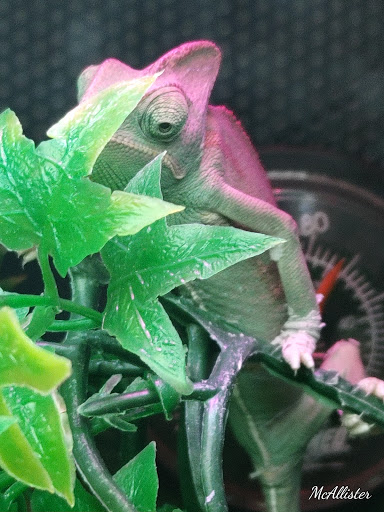 Pet Supply Store «PetSmart», reviews and photos, 9905 E Independence Blvd, Matthews, NC 28105, USA