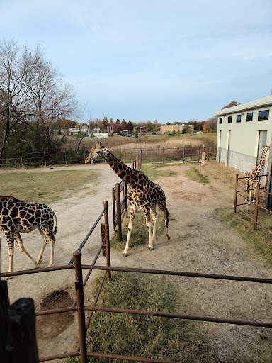 Zoo «Tulsa Zoo», reviews and photos, 6421 E 36th St N, Tulsa, OK 74115, USA