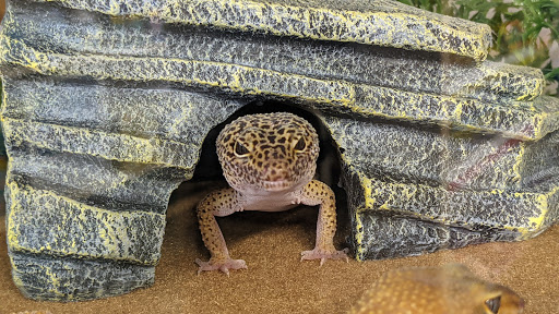 Pet Supply Store «Saluda River Pet Food Center», reviews and photos, 5606 Calhoun Memorial Hwy, Easley, SC 29640, USA