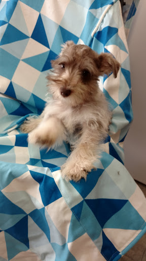 Pet Store «Dream Puppys», reviews and photos, 1461 Westgate Pkwy, Dothan, AL 36303, USA