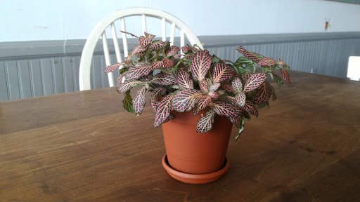 Coffee Shop «Brew Ha Ha at the Colony», reviews and photos, 2612 W 8th St, Erie, PA 16505, USA