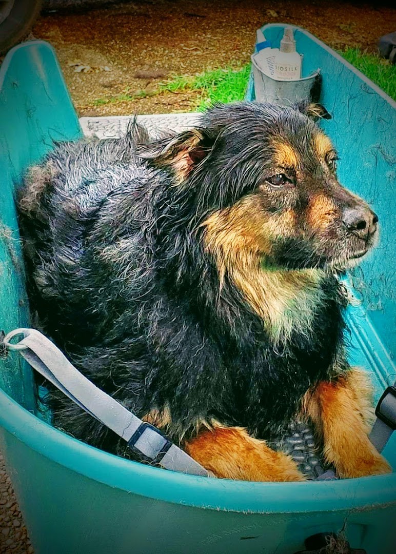 Derby City Mobile Dog Washing