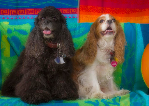 Pet Boarding Service «Bed and Biscuits / Groomingdales», reviews and photos, 2625 Chanticleer Ave, Santa Cruz, CA 95065, USA