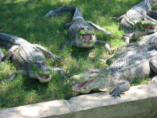 Zoo «Gators and Friends», reviews and photos, 11441 US-80, Greenwood, LA 71033, USA