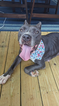 Pet Supplies Plus Murfreesboro East - Photo 4 - Car repair in Murfreesboro, TN, Murfreesboro