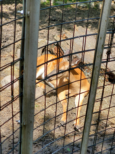 Zoo «Cosley Zoo», reviews and photos, 1356 N Gary Ave, Wheaton, IL 60187, USA