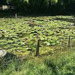 Photo n° 4 de l'avis de Éloïse.e fait le 25/07/2018 à 16:23 pour Les Jardins du Loriot à Venansault