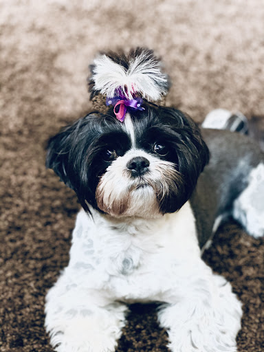 Pet Supply Store «EarthWise Pet Supply East Village», reviews and photos, 1051 Market St, San Diego, CA 92101, USA