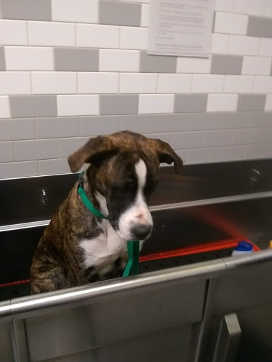 Pet Supply Store «Petco Animal Supplies», reviews and photos, 2463 Hamilton Mill Pkwy #340, Dacula, GA 30019, USA