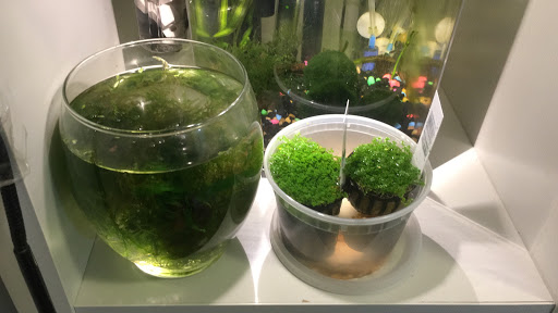 Pet Supply Store «Monster Aquarium Inc.», reviews and photos, 131-08 40 Rd, Flushing, NY 11354, USA