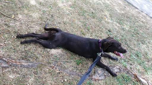 Tourist Attraction «Hoyt Lake», reviews and photos, 199 Lincoln Pkwy, Buffalo, NY 14222, USA