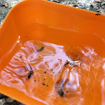 Photo n°4 de l'avis de Anita.a fait le 24/06/2023 à 16:09 sur le  L 'Hotel - Restaurant Bosco Magnano à Magnano