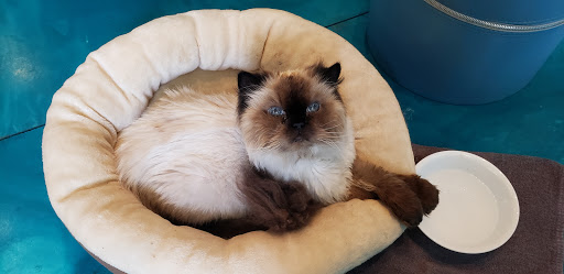 Explore black queen tattoo ideas, creative tattoo ideas in Traverse City, available at Pinups & Needles