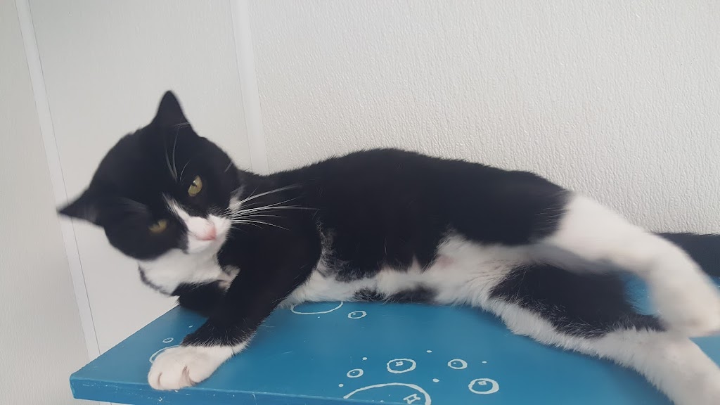 Potsdam Humane Society Potsdam, NY 13676 Location, Reviews, Hours