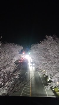 黒川左岸段丘崖（鳩胸地区）