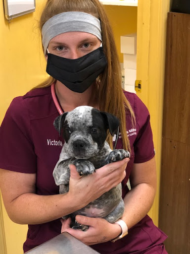 Owings Mills Veterinary Center image