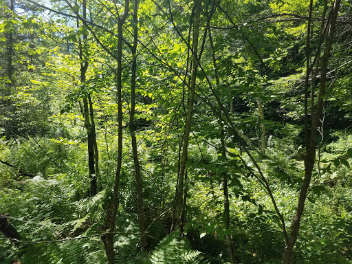 Nature Preserve «Eshqua Bog Natural Area», reviews and photos, Garvin Hill Rd, Woodstock, VT 05091, USA