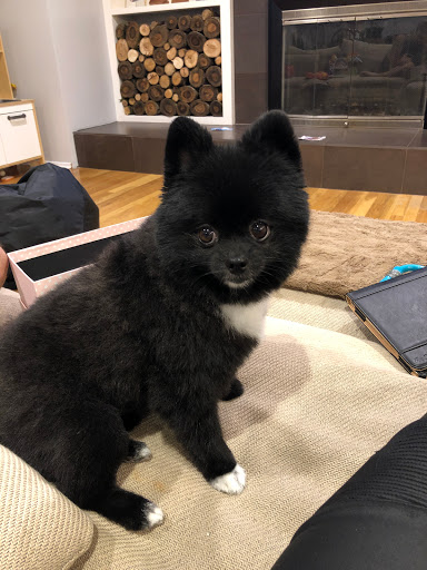 Dog Day Care Center «Urban Fauna», reviews and photos, 939 SW 10th Ave, Portland, OR 97205, USA