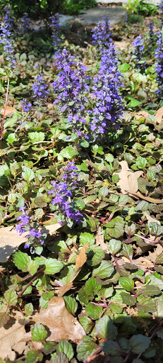 Park «Chastain Memorial Park», reviews and photos, 140 W Wieuca Rd NW, Atlanta, GA 30342, USA