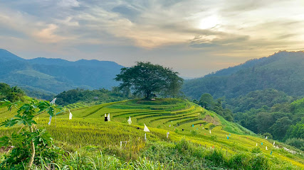 Hình Ảnh Cây đa cô đơn, miếu bản