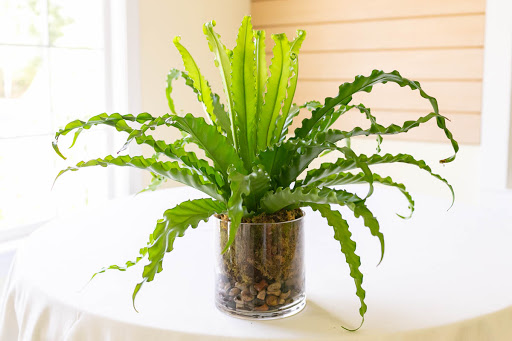 Florist «Floral Dimensions», reviews and photos, 3401 University Dr, Durham, NC 27707, USA