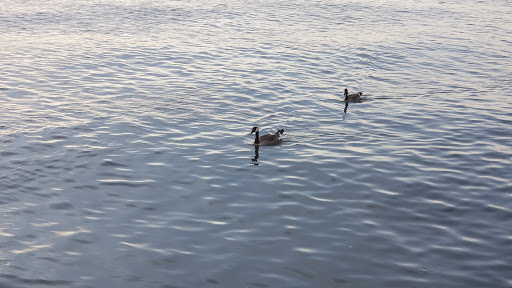 Park «Pierson Park», reviews and photos, 238 W Main St, Tarrytown, NY 10591, USA