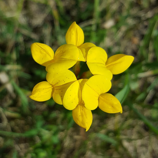 Nature Preserve «Rudy Kraemer Nature Preserve», reviews and photos, 12799 Chowen Ave S, Burnsville, MN 55337, USA