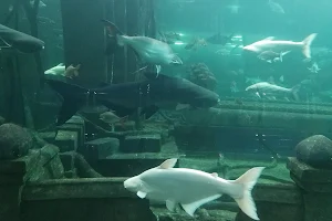 Sisaket Aquarium image
