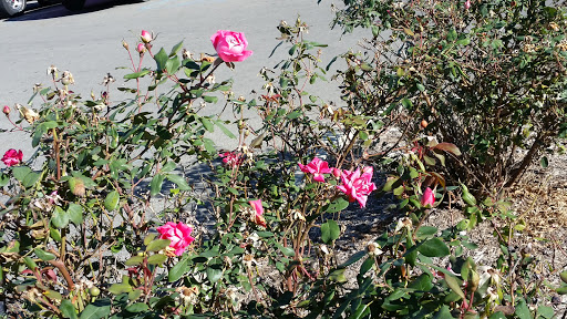 Non-Profit Organization «Goodwill Store», reviews and photos, 4909 S Scatterfield Rd, Anderson, IN 46013, USA