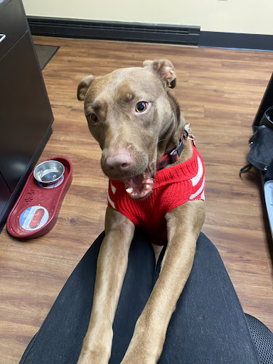 Auto Repair Shop «17th Street Automotive», reviews and photos, 312 Virginia Beach Blvd, Virginia Beach, VA 23451, USA